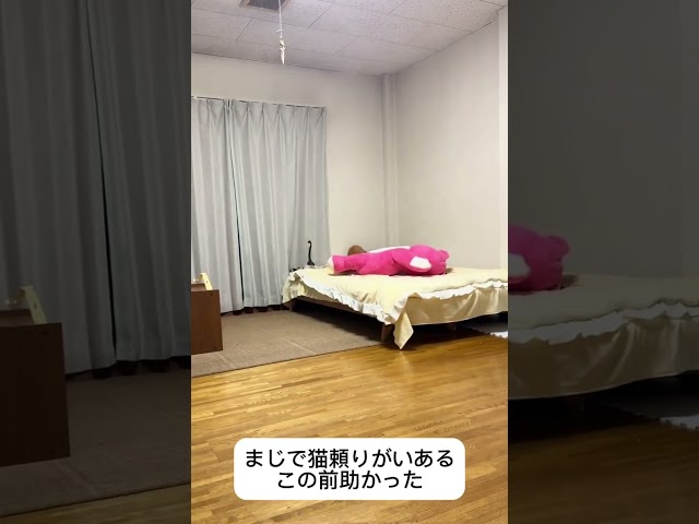 まじで猫頼りがいある、この前助かった