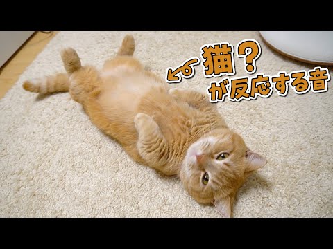 うちの猫は猫という意識が足りないみたいですw 猫が反応する音 まとめちゅーぶ