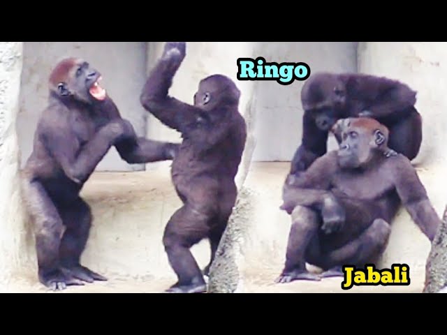 Ringo and Jabali Wrestle Every Single Day—Nonstop Brother Battles!林戈和呷百二每天都打不停，兄弟鬥法天天上演！🤼‍♂️🔥