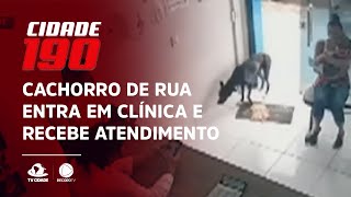 Cachorro de rua machucado entra em clínica e recebe atendimento