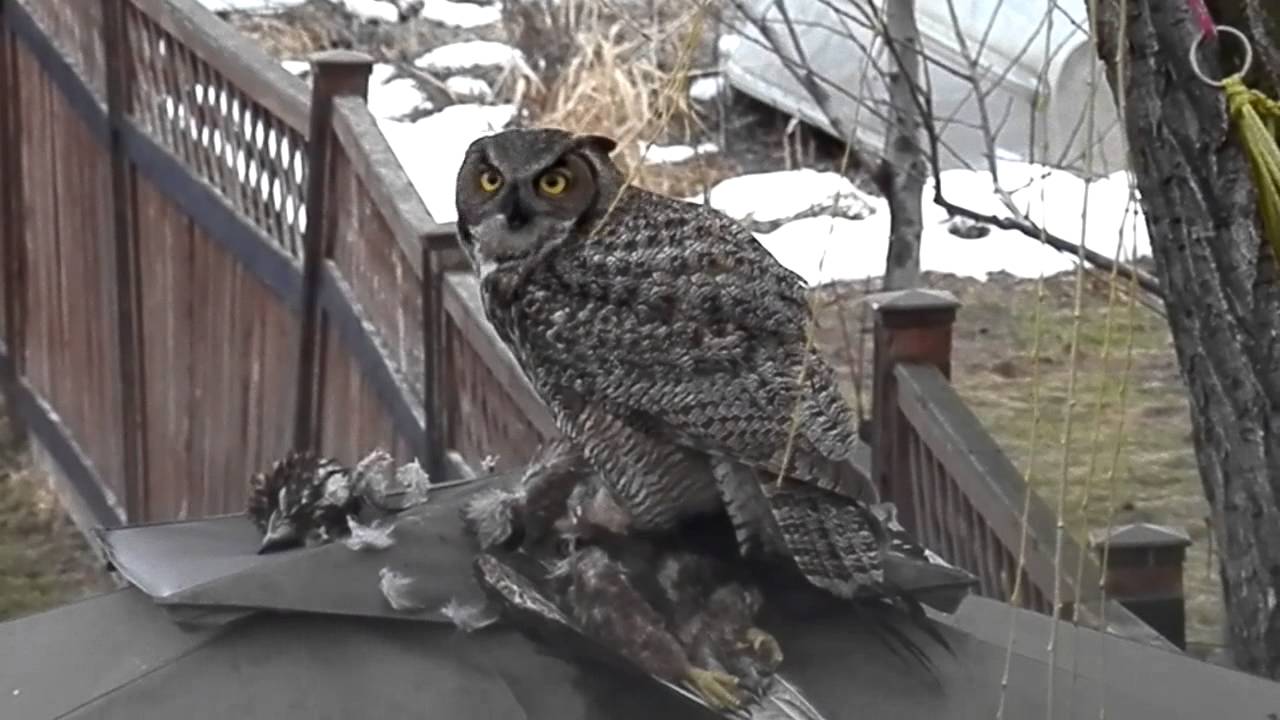 GREAT HORNED OWL EATING IT S PREY lakeshoreparadise B b YouTube