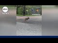 Coyote spotted roaming in Central Park