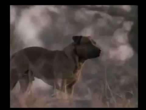Jock of the Bushveld'