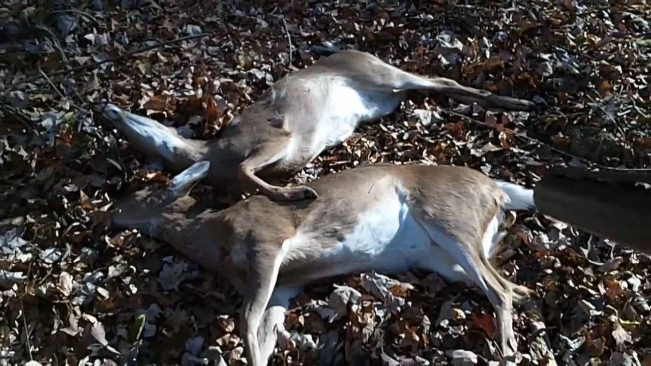 Deer Hunting - 1 Shot 2 Dead Deer - YouTube