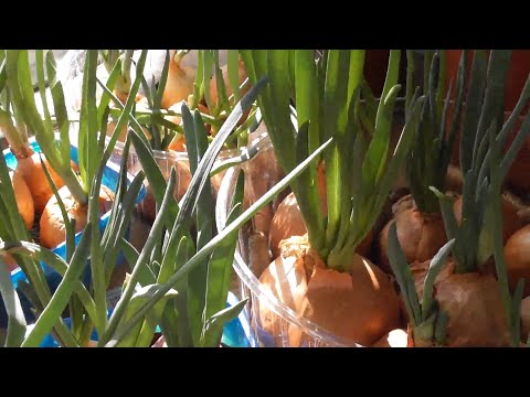 Цибуля на підвіконні. Ділюся своїм секретом