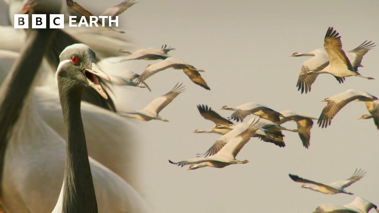 Earth's Greatest Animal Migrations | BBC Earth