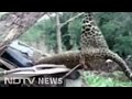 Leopard struggles in pain for hours being hung upside down from a metal jaw trap