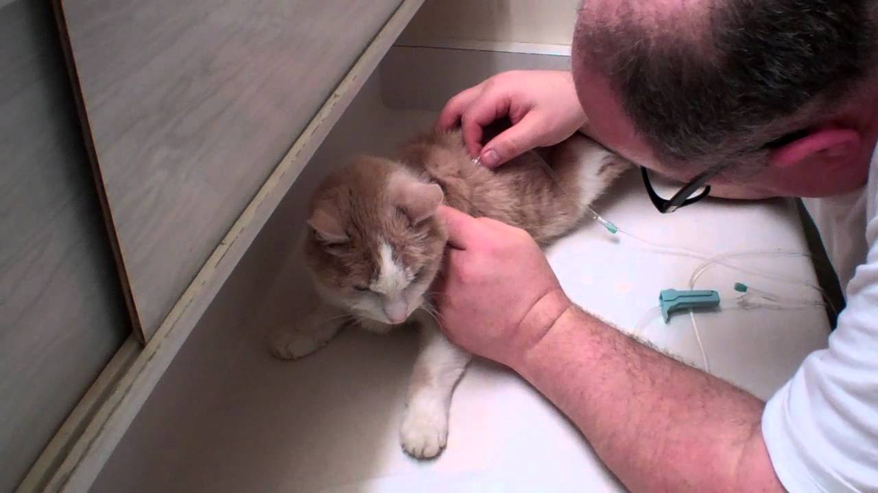 Subcu (Subcutaneous Injection) of IV Fluids for My Cat