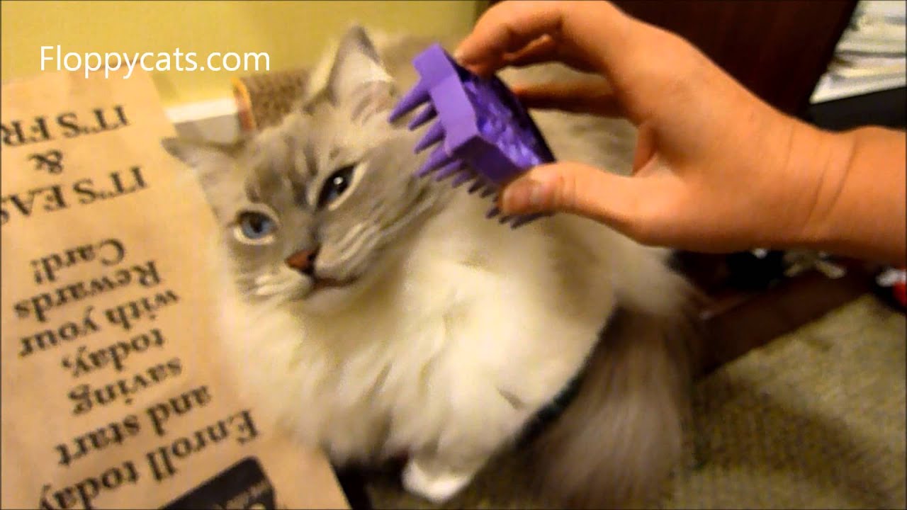 kong zoom groom cat brush