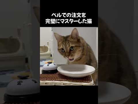 ベルを鳴らして飼い主にオヤツを要求する天才猫 Shorts まとめちゅーぶ