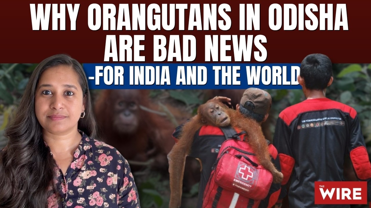 Why Orangutans in Odisha Are Bad News – For India And The World