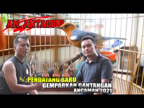 ANIS MERAH ANTAGONI Jadi Ancaman 2021!! Ring Try Ppn