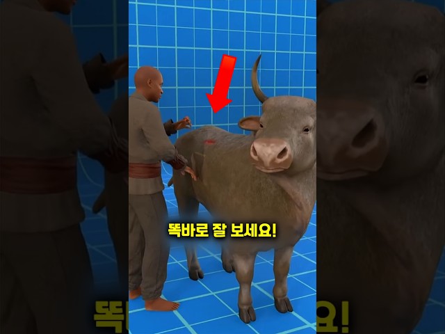 농부들은 개미를 이용해 동물의 상처를 치료했습니다