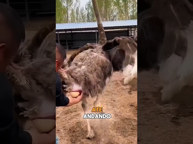 POR ISSO Eles Pegam o Ovo de Avestruz NO AR! 🥚