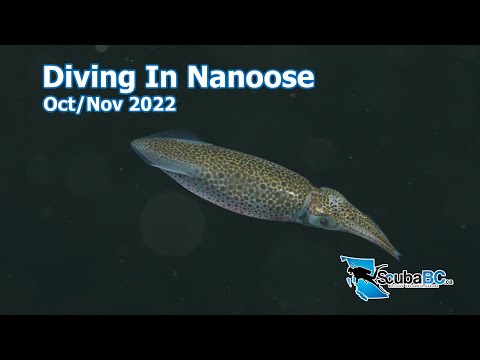 Scuba Diving In Nanoose Bay, Vancouver Island.