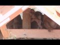 29 More WAO Macaques Arrive!