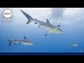 8-year-old boy airlifted to hospital after shark attack off Florida Keys