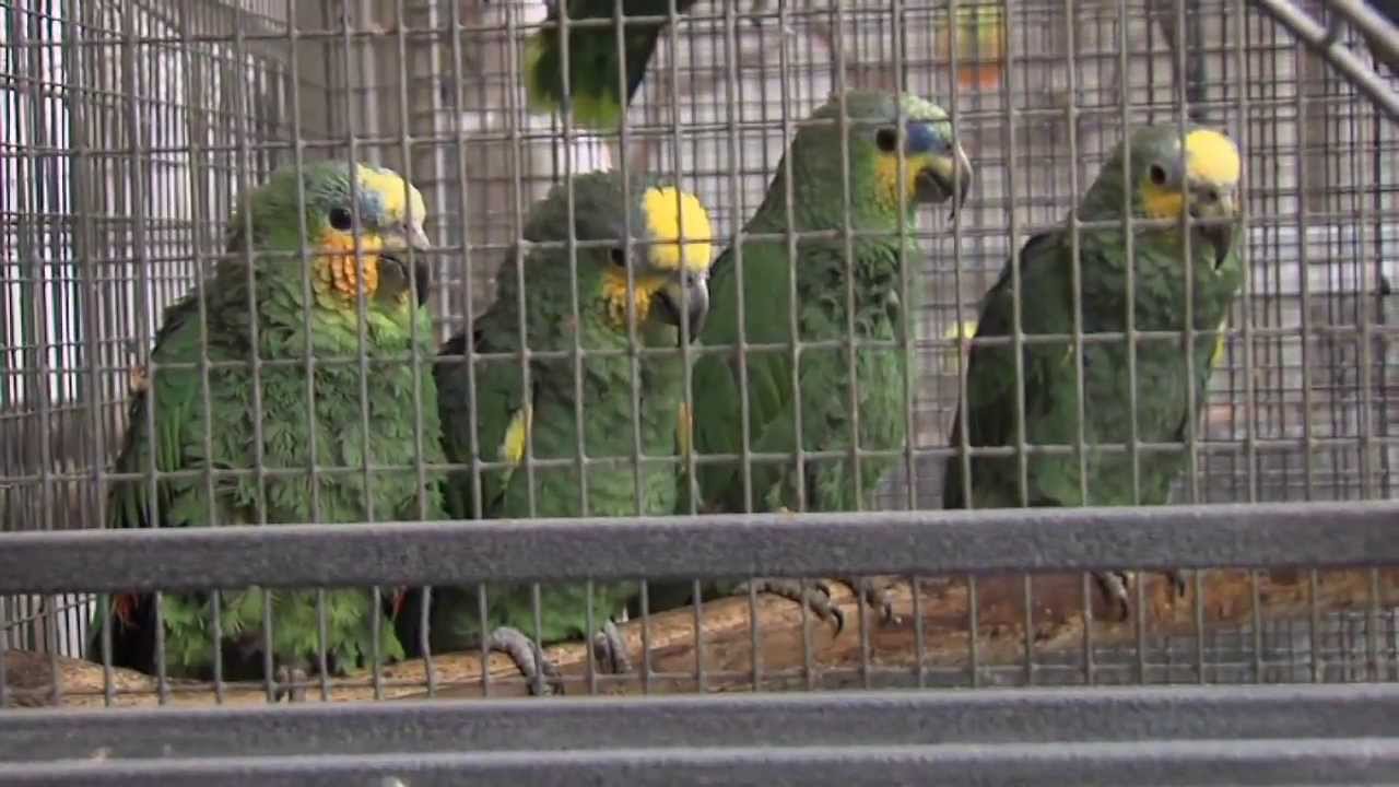 L’Actu – Un refuge pour les perroquets