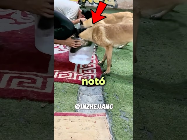 Este Perro Notó Que Algo NO Andaba Bien…