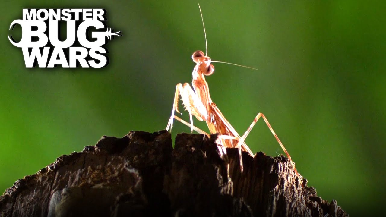 Bugs of Prey | Monster Bug Wars