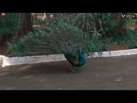peacock is beautiful forest feather( Shri Shivay namstubhayam)🙏🙏🙏