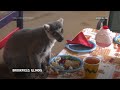 Lemurs enjoy a special Thanksgiving feast  - 01:08 min - News - Video