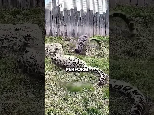 This snow leopard will melt your heart ❤️ #shorts