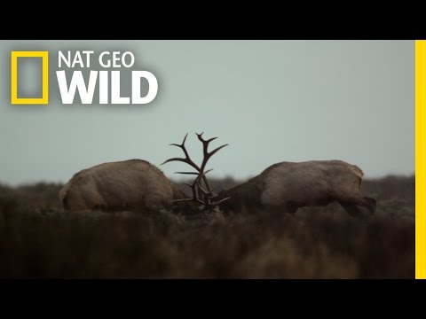 Wild Yellowstone'