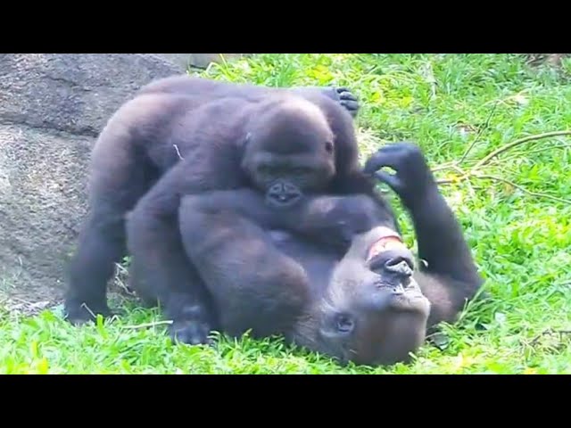 Tayari Tries to Catch Ringo—But He Keeps Slipping Away!😆🤪塔莉想抓住林戈，結果一直抓不住！