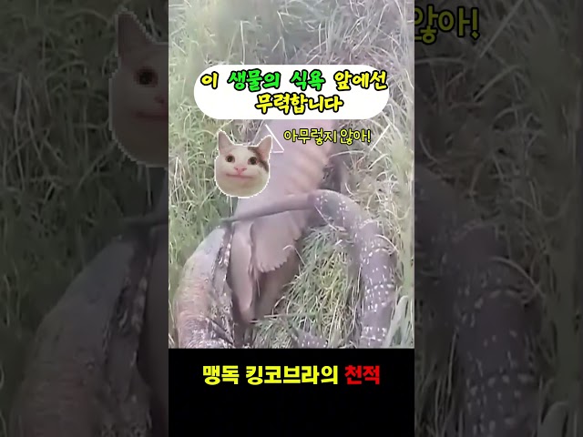 킹코브라가 간식거리인 아르마딜로의 최후