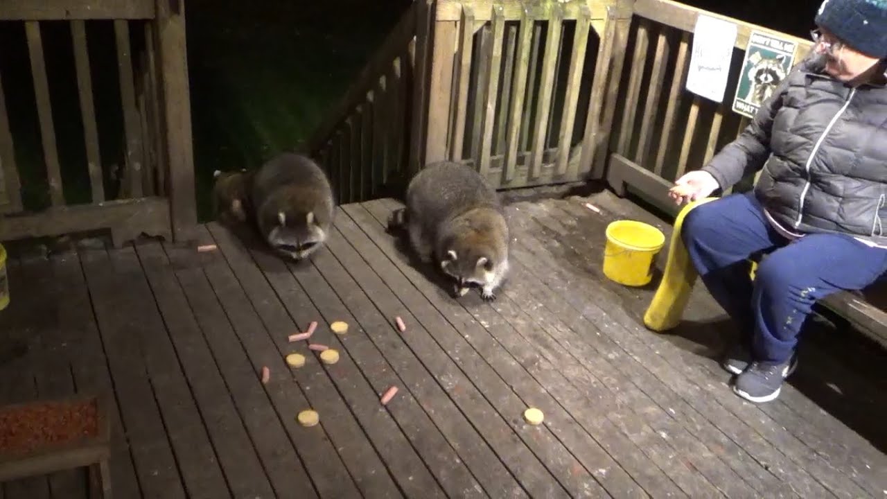 Raccoon Diner Sunday with Three Raccoons