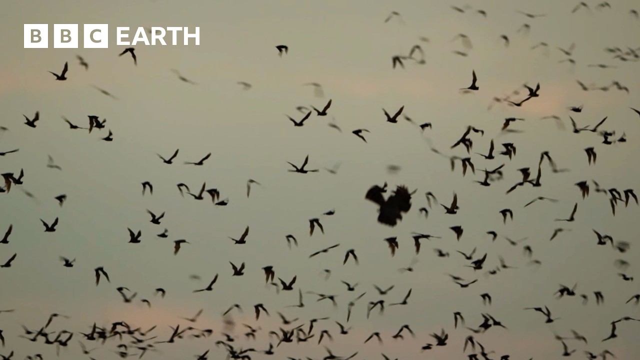 Huge Bat Swarm Hunted by Skilled Aerial Predators | Wild Mexico | BBC Earth