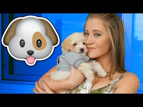 MEET MY NEW PUPPY!