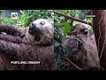 Two-toed sloth debuts at the Oregon Zoo  - 00:26 min - News - Video