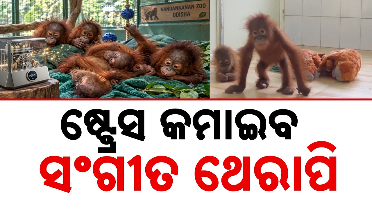 ଷ୍ଟ୍ରେସ୍ କମାଇବ ସଂଗୀତ ଥେରାପି... | Music Therapy For Stressed Orangutan Babies At Nandankanan Zoo