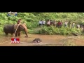 Jordar News: Injured baby elephant falls in to water hole