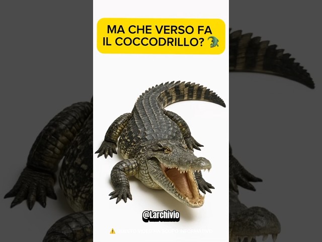 HO SCOPERTO IL VERSO DEL COCCODRILLO 😱 #curiosità #informative