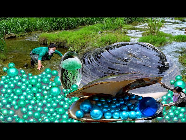 😱🎁A charming treasure from the high mountains: giant clams nurture countless priceless green pearls