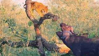 Buffaloes Break Tree with a Lion Cub that’s Stuck on it