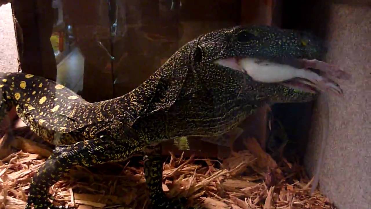 croc monitor swallowing small rat - YouTube