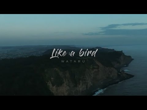 WATARU LIKE A BIRD MV