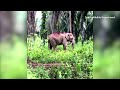 Bornean elephants endangered due to human activity | REUTERS