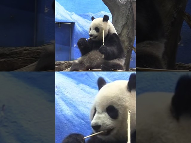 仔仔筍筍吃播