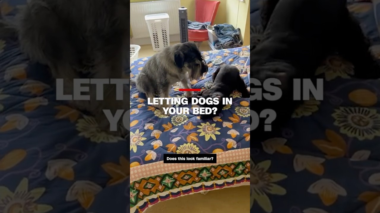 Dogs in your bed? Research says good for some and bad for others