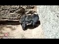 Bear And 2 Bear Cubs Fell Into A Well While Attempting To Drink water | V6 News - 01:53 min - News - Video