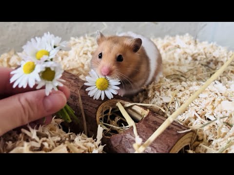 The Hamster and the Daisies 🌼 🐹