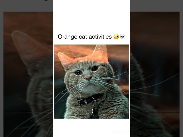 did he lose his eye #explore #marvel #shorts #cat #shield #funny #memes #jokes #movie #movies #viral