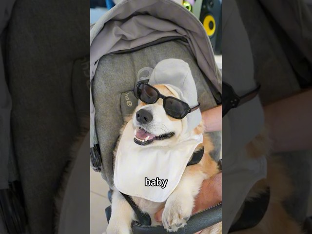 Can We Sneak Our Dog Into the Restaurant in a Baby Stroller?