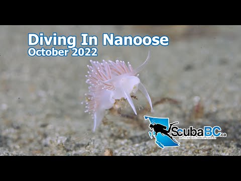 Scuba Diving In Nanoose Bay, British Columbia
