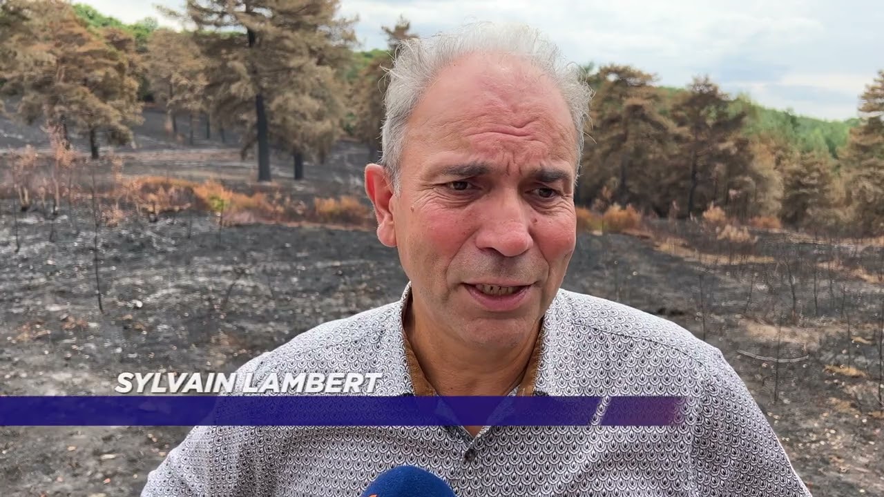 Yvelines | Incendie à Rochefort-en-Yvelines, quel avenir pour la forêt ?